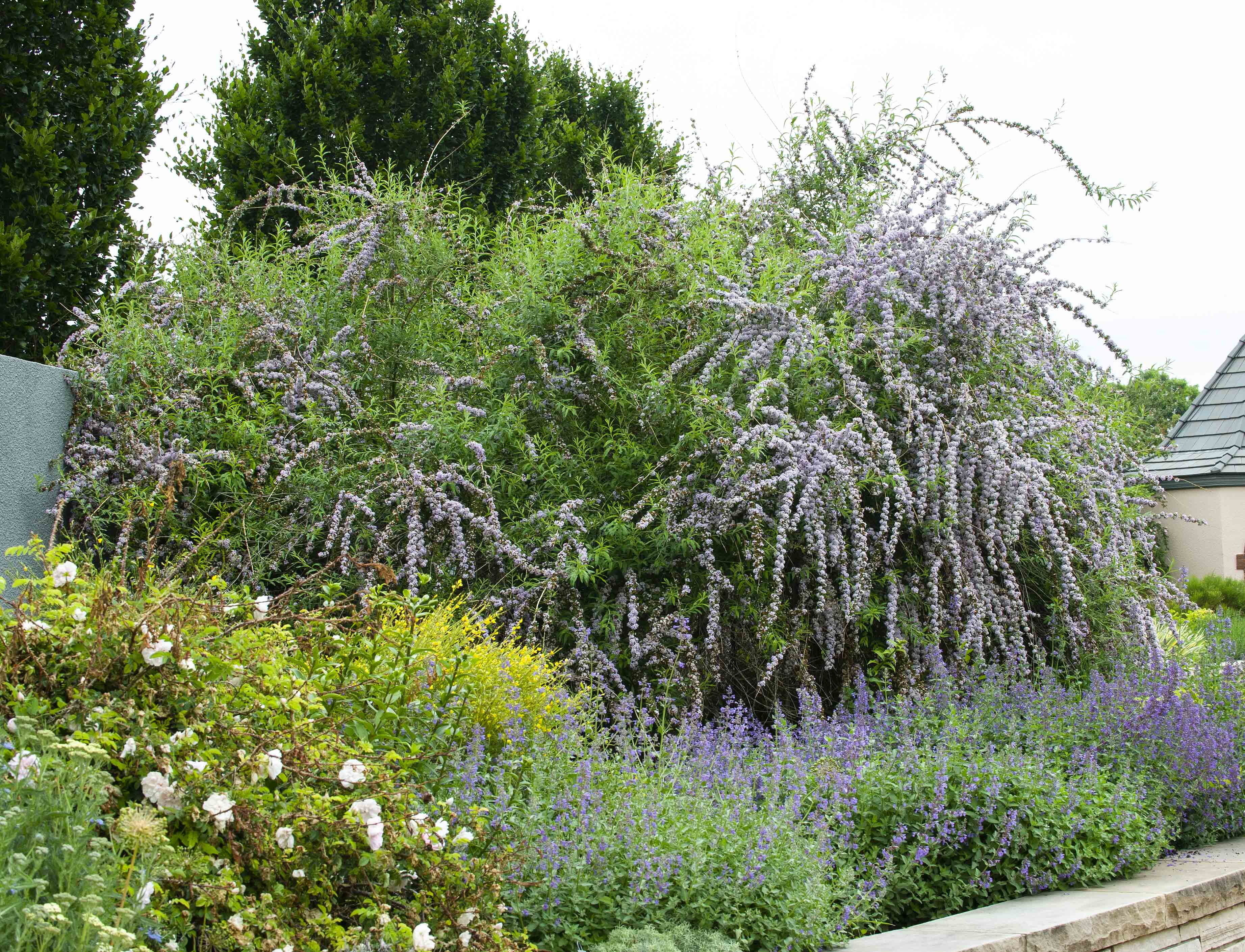 Silver Fountain Butterfly Bush